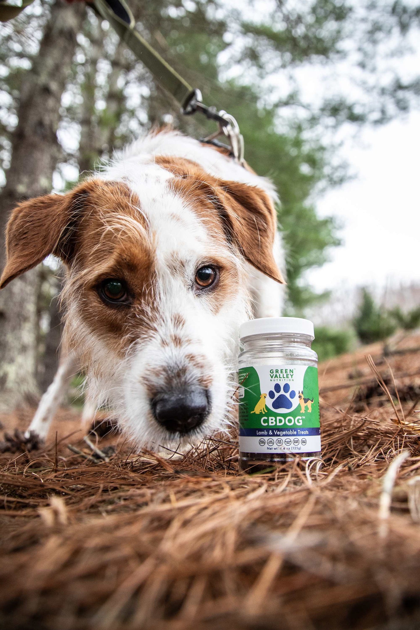 CBD for Pets Bundle