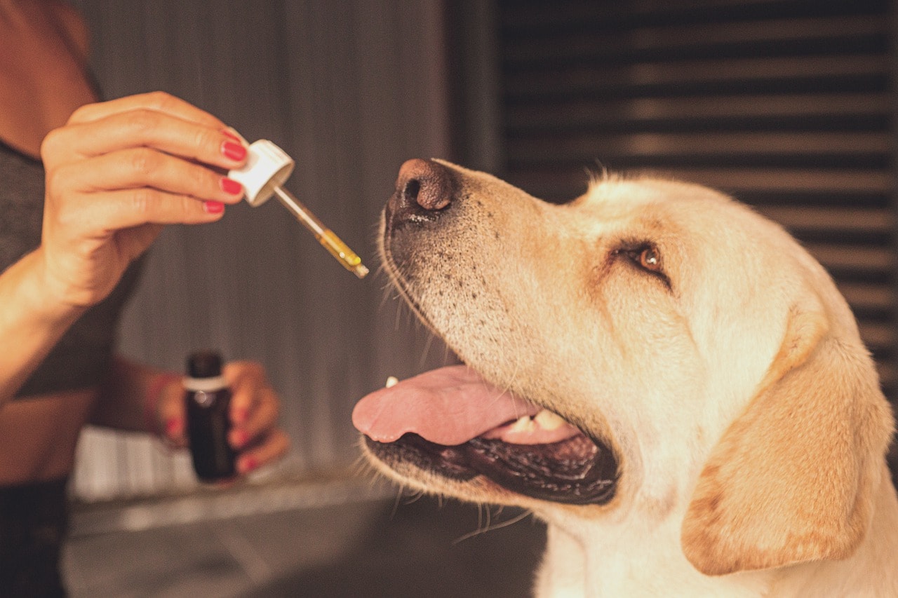 CBD for Pets Bundle