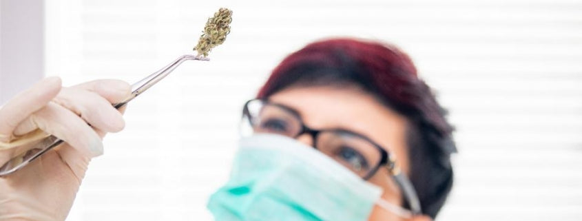 CBD May Reduce Deadly COVID-19 Lung Inflammation: Researchers Explain Why
